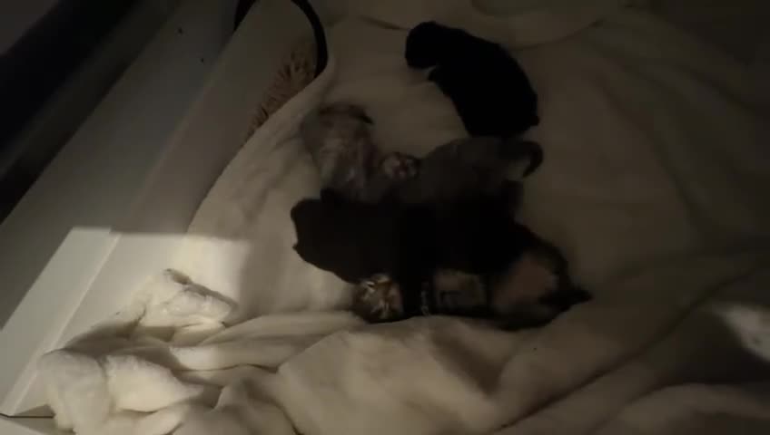 Mixed Breed cats for sale: Three beautiful Siberian/Maine Coon kittens in London - Video 2