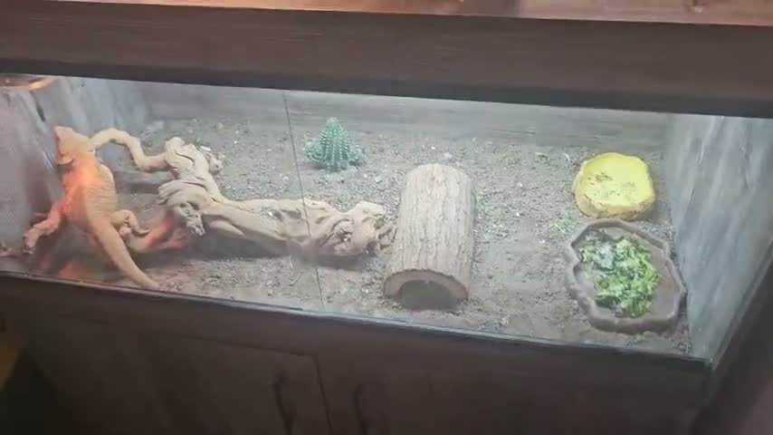 Bearded Dragon reptiles for sale:  2 Male bearded dragon + 1 female dragon  - Video 3