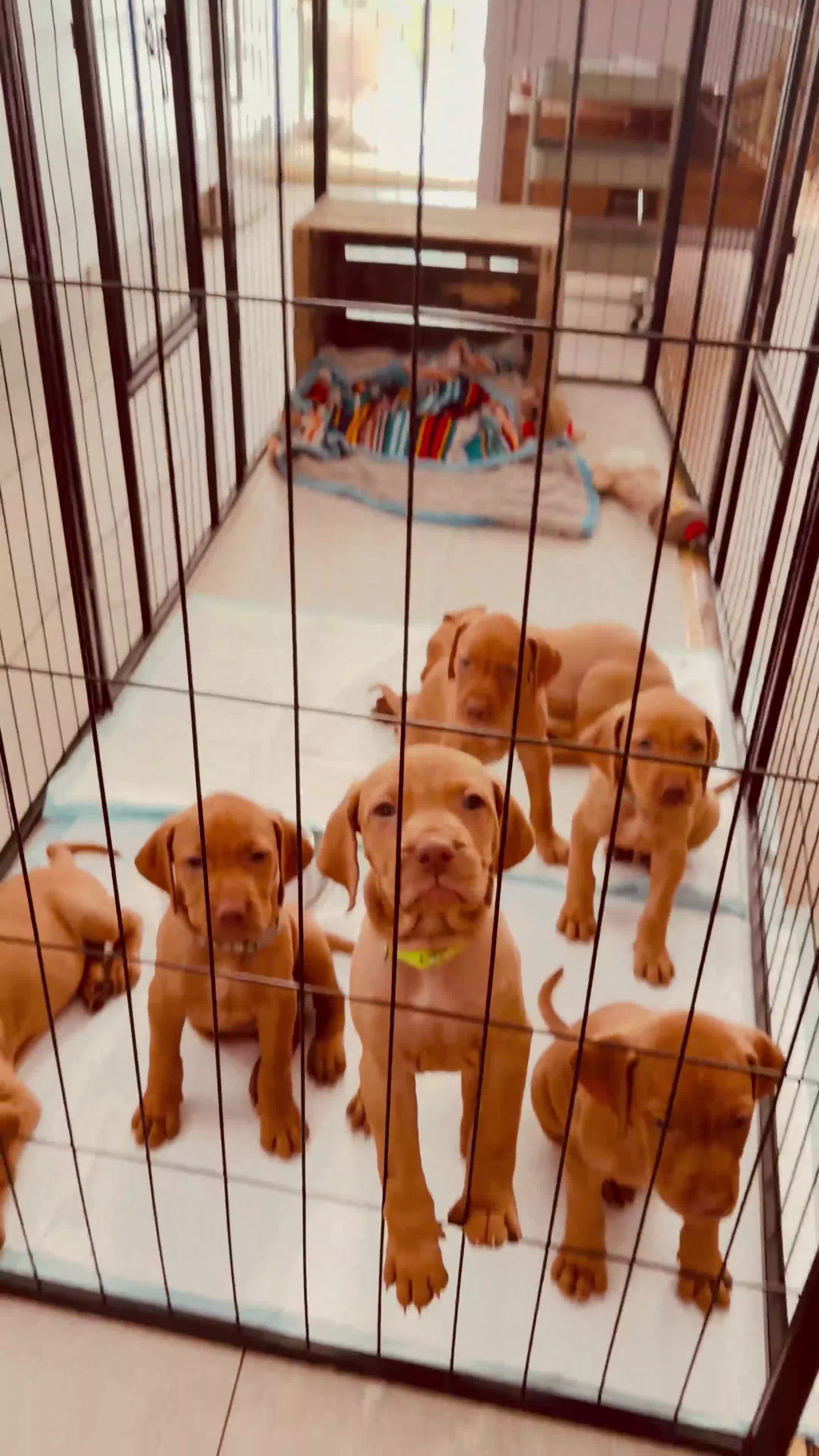 Hungarian Vizsla dogs for sale: Gorgeous Vizsla puppies (DOB18/4) 2 girls, 2 boys - Video 1