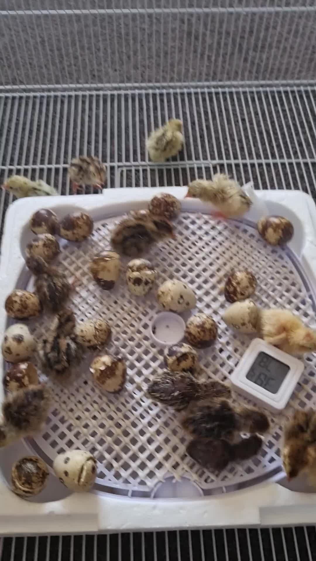 Quail poultry for sale: Coturnix quail chics  - Video 1