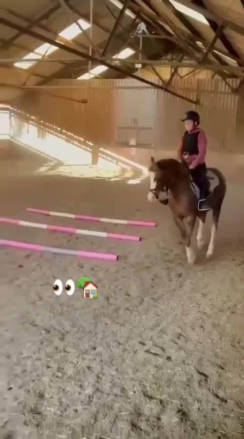 Welsh Section B horses for sale: Welsh B 13h gelding all rounder - Video 1