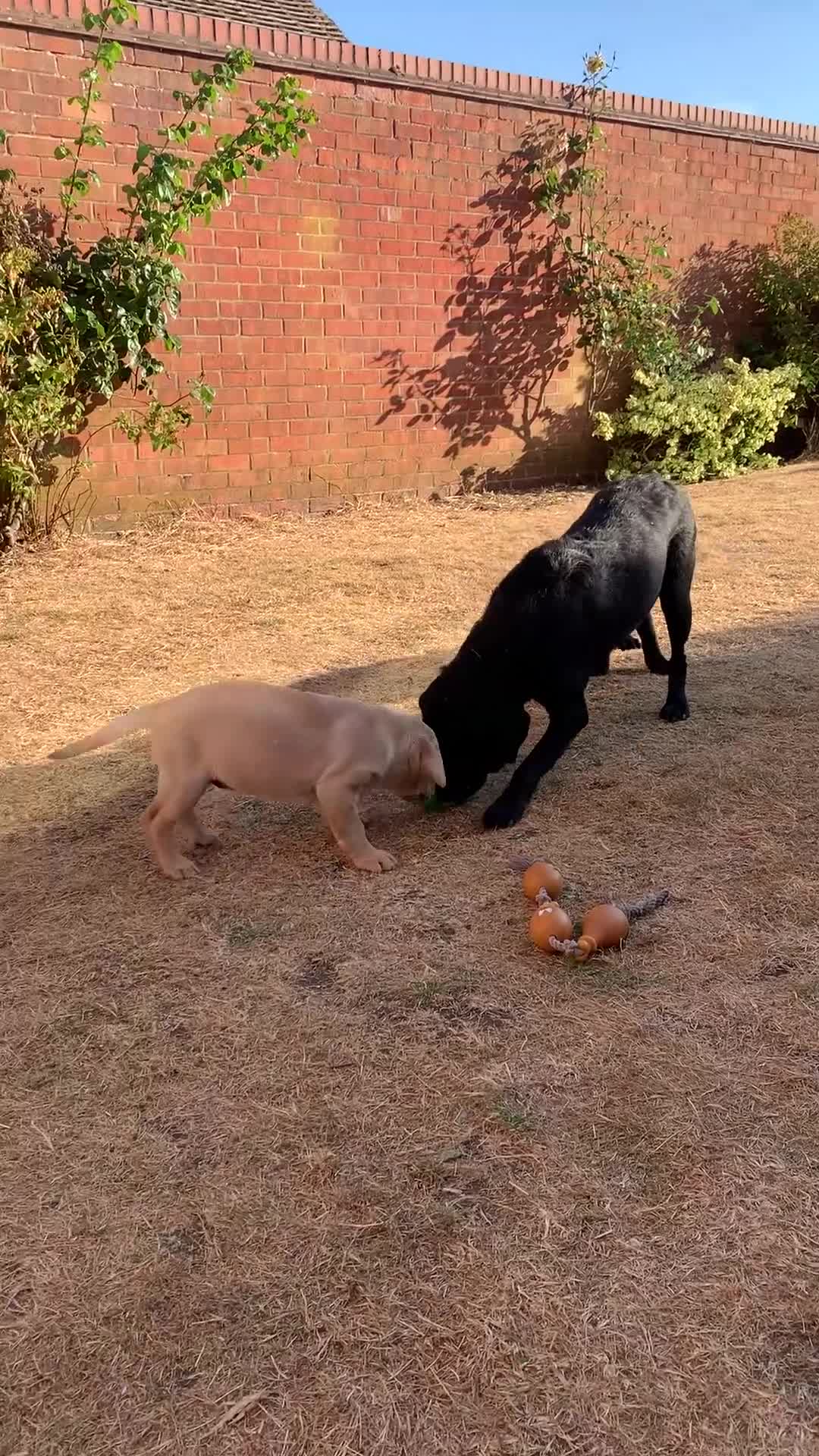 Labrador Retriever dogs for sale: KC reg Working Labrador puppies  - Video 2