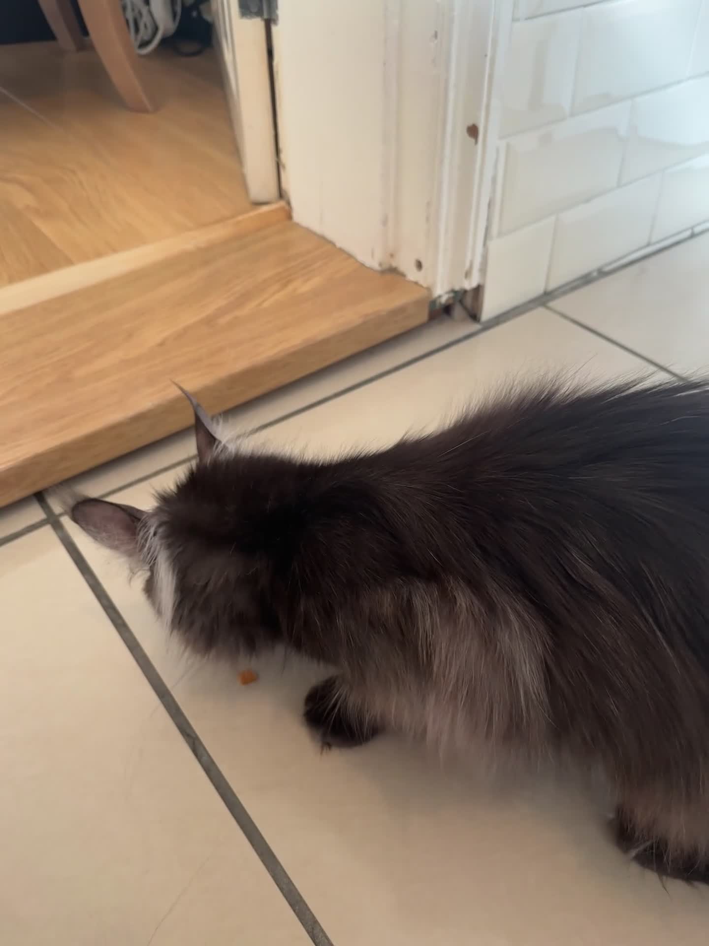 Maine Coon cats for sale: Beautiful 1 yr old Maine Coone  in Clacton-on-Sea - Video 1