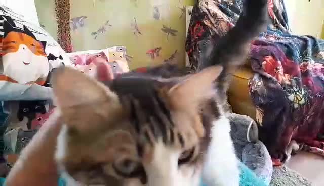 Mixed Breed cats for adoption: King Tut is looking for cuddles - Video 1