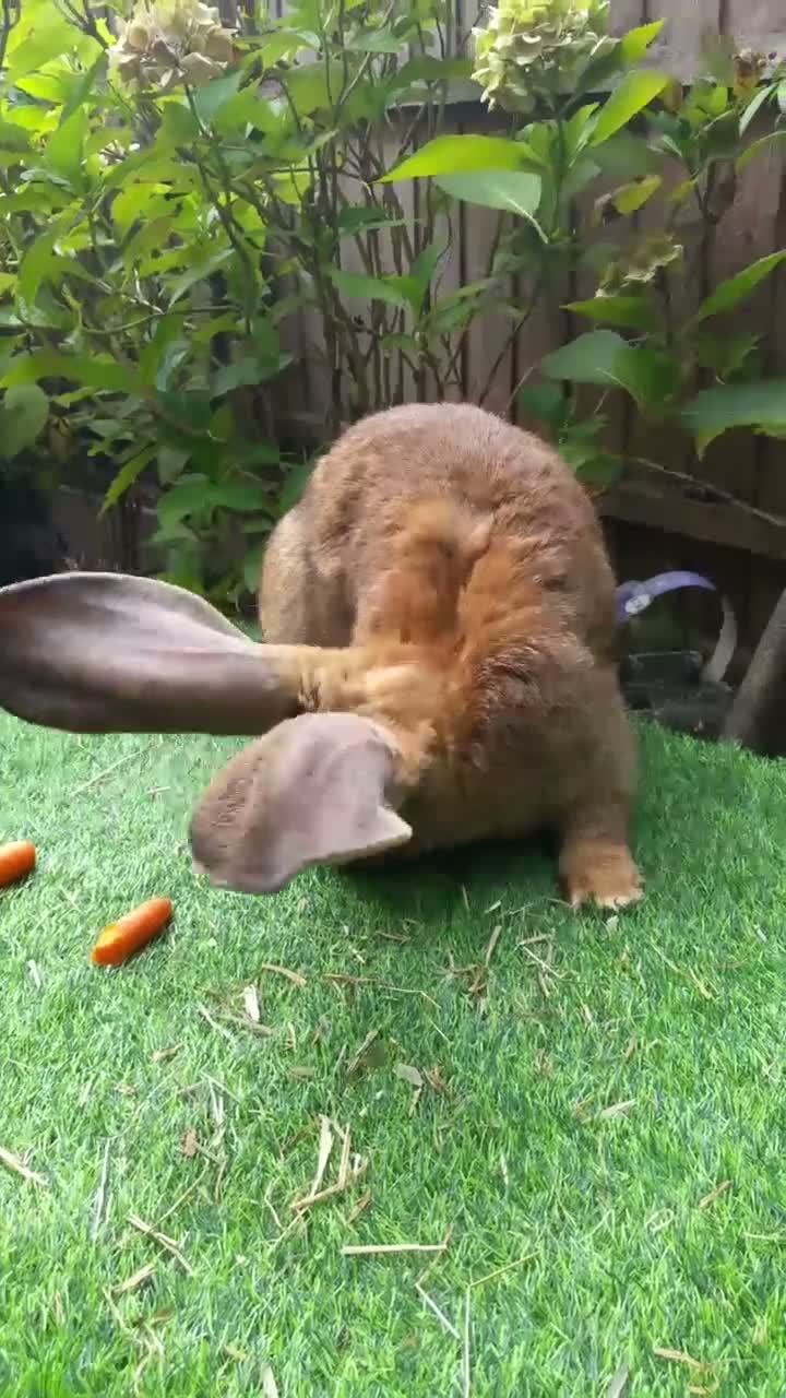 Continental Giant rabbits for sale: Super Stars  Stud Service -Beautiful PROVEN Bucks  - Video 1