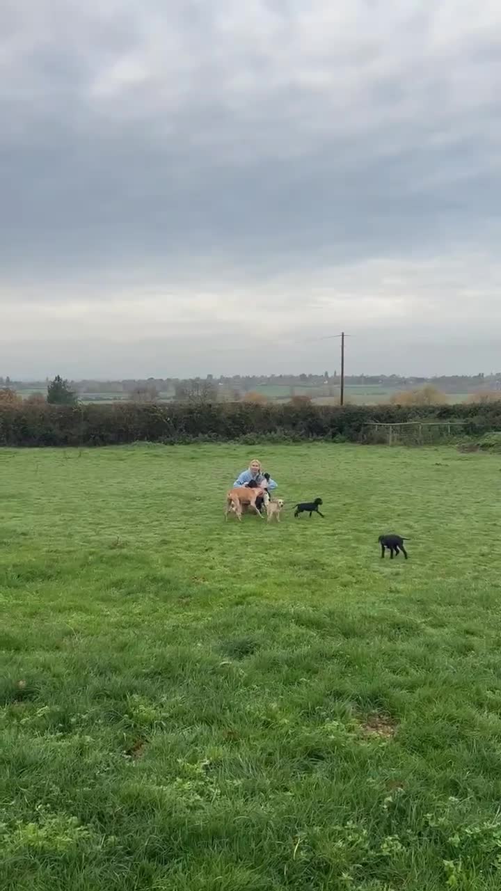 Pointer dogs for sale:  Black bitch available. - Video 2