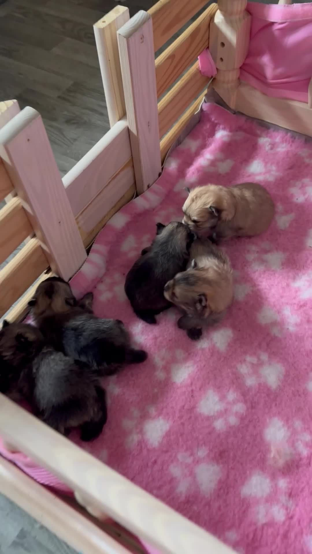 Pomeranian dogs for sale: GORGEOUS POMERANIAN PUPPIES 🐶🐶🐶🐶🐶 - Video 3