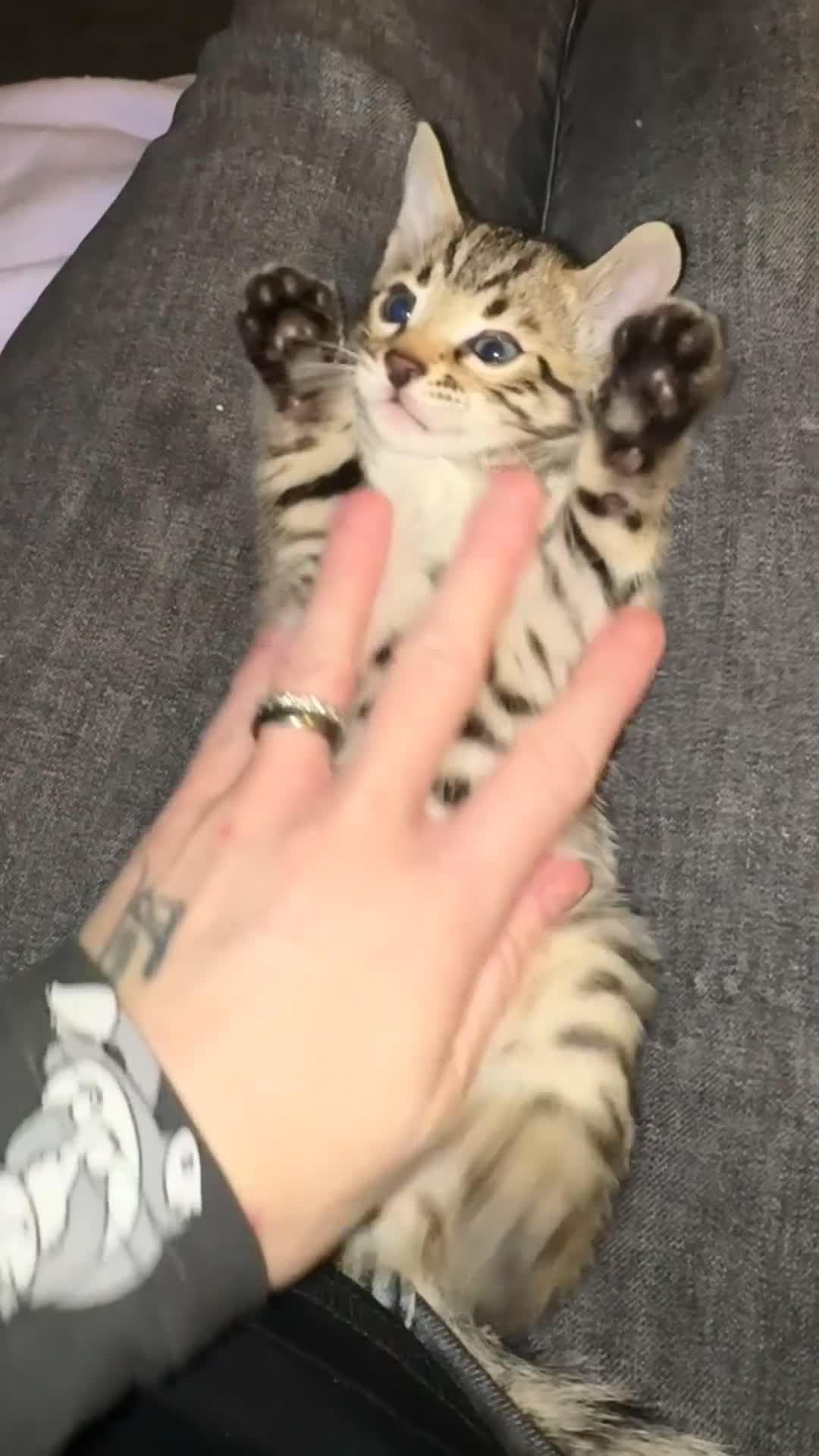 Bengal cats for sale: 🏆Show winning parents. 7 Stunning Bengal Babies💯 - Video 5