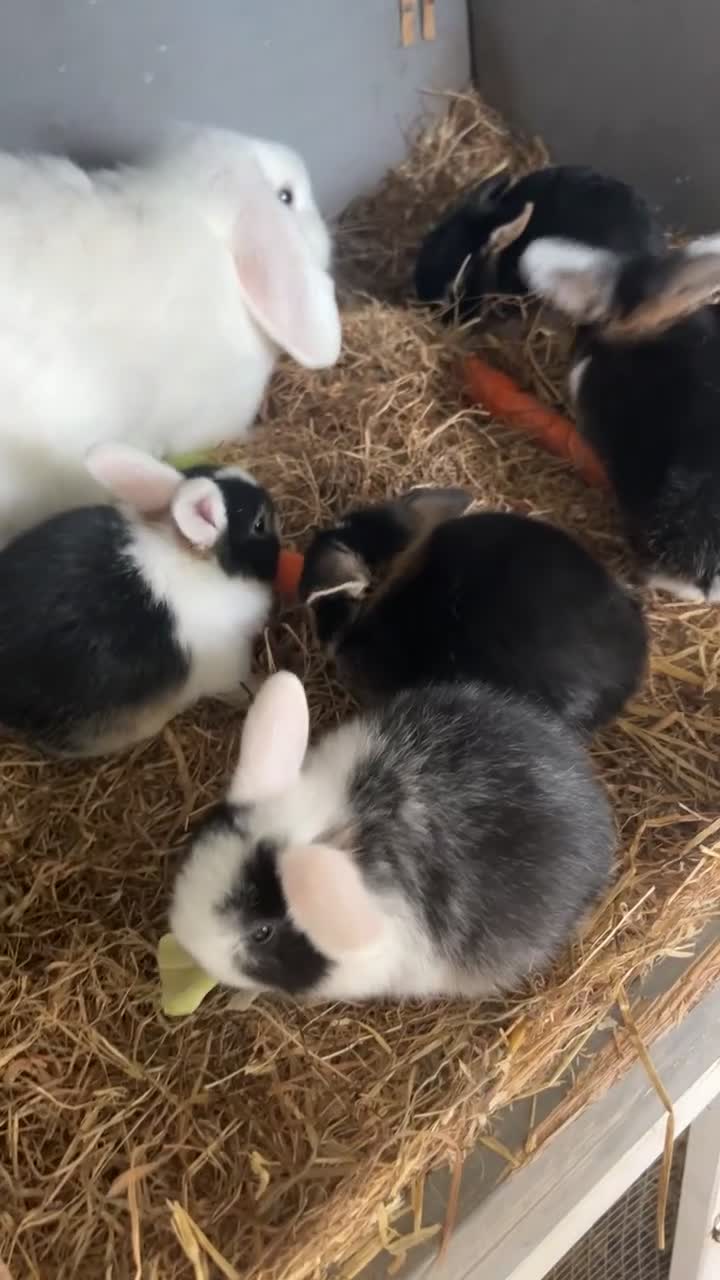 Mini Lop rabbits for sale: Mini lop baby rabbit in Hartlepool - Video 1