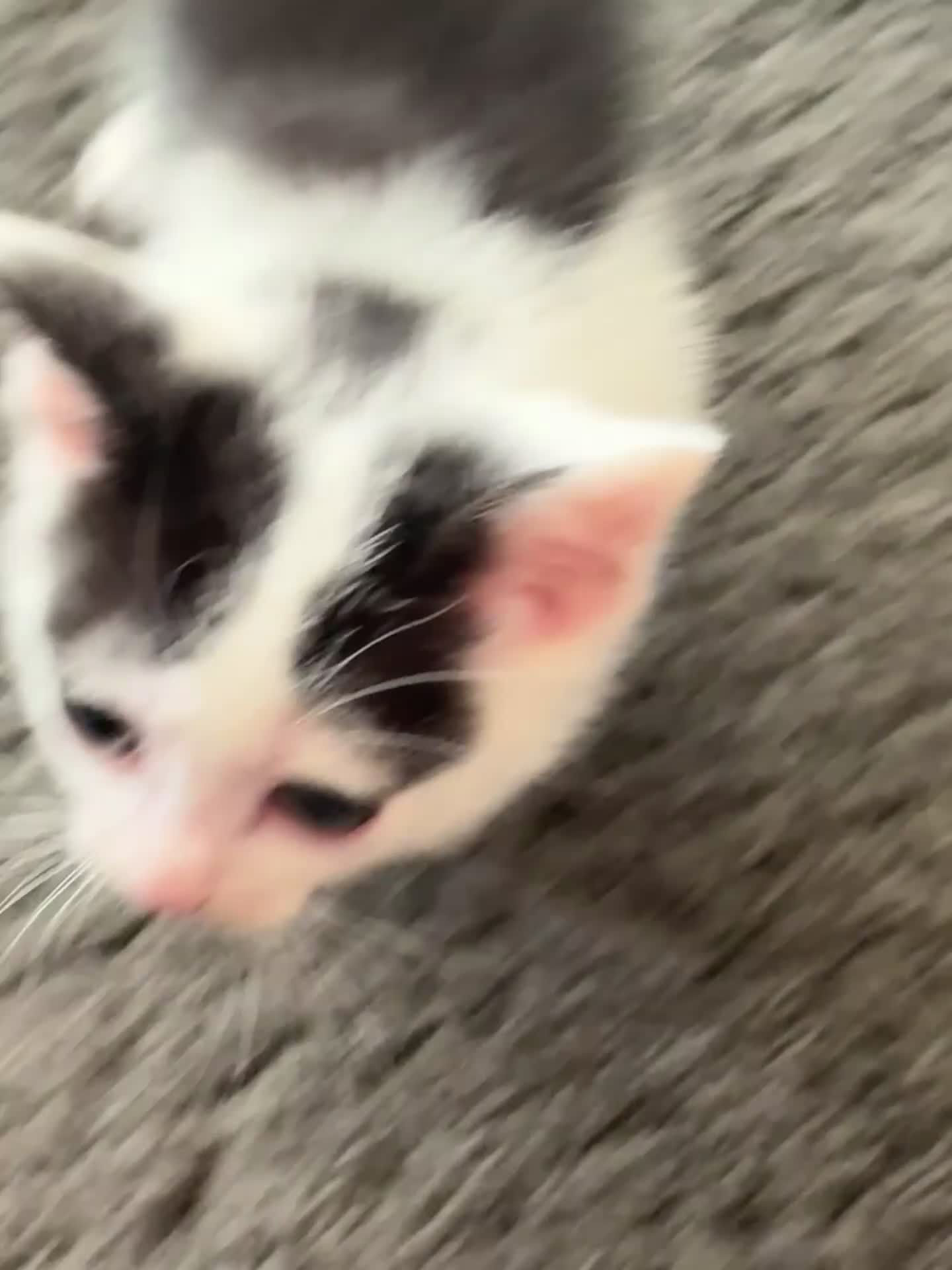 Mixed Breed cats for sale: Kittens  - Video 1
