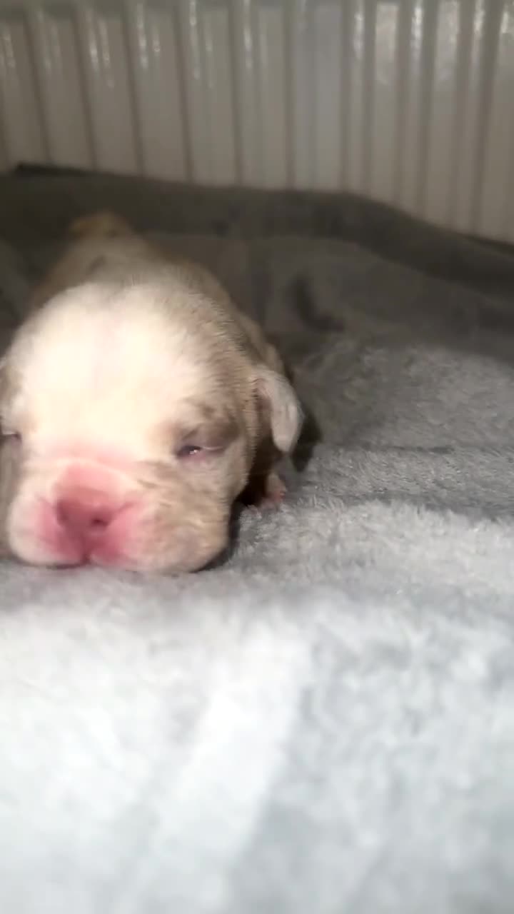English Bulldog dogs for sale: ‼️ENGLISH BULLDOG PUPS WITH AMERICAN BLOODLINE‼️ - Video 1