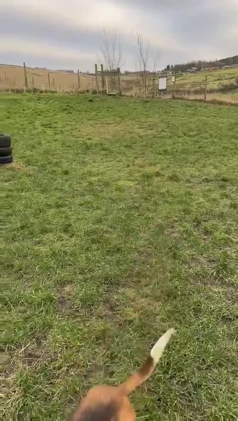 Mixed Breed dogs for adoption: ❤️Radna-affectionate 2 year old Estonian Hound❤️ - Video 1