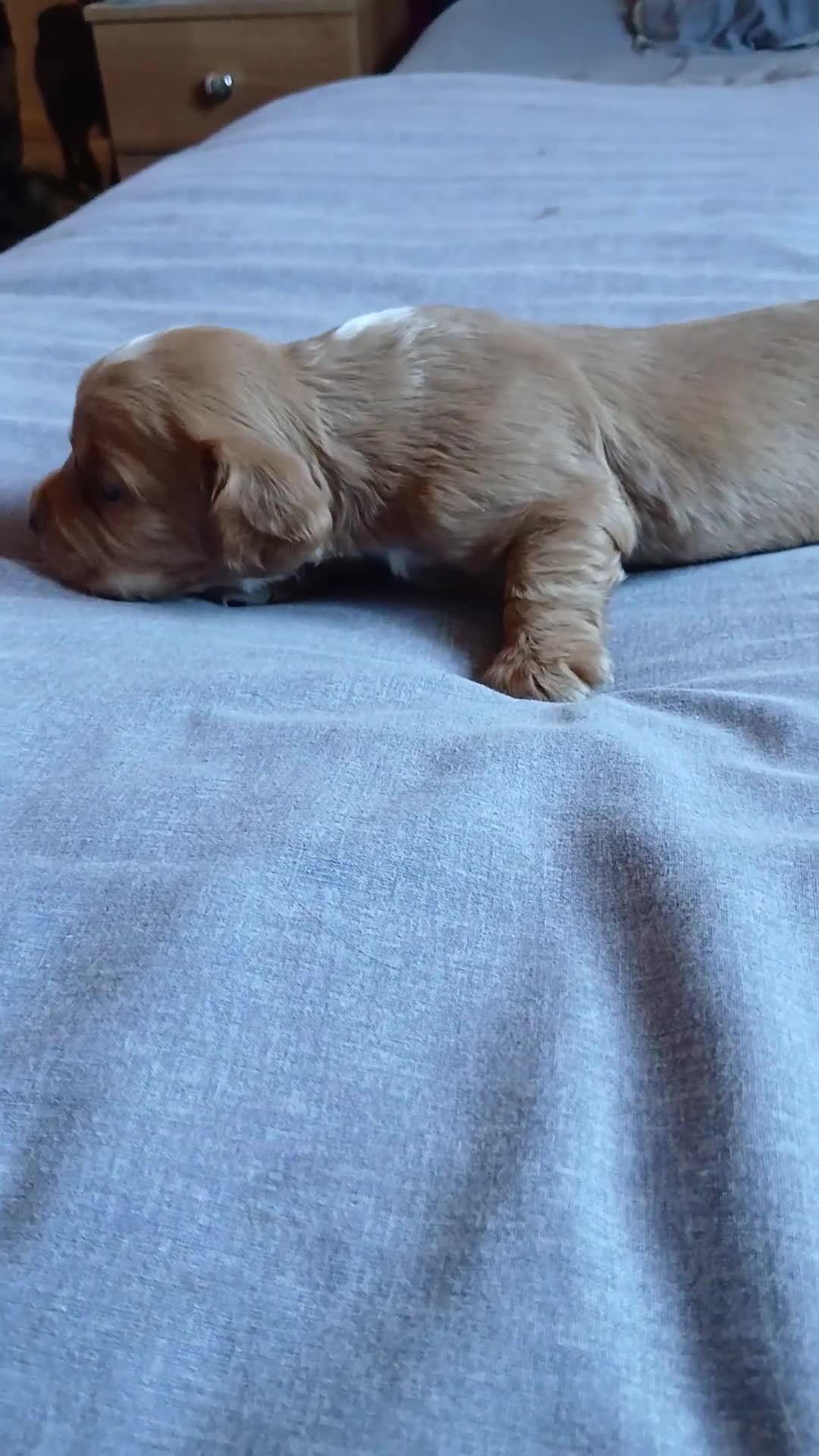 Cocker Spaniel dogs for sale: Cocker spaniel  - Video 2