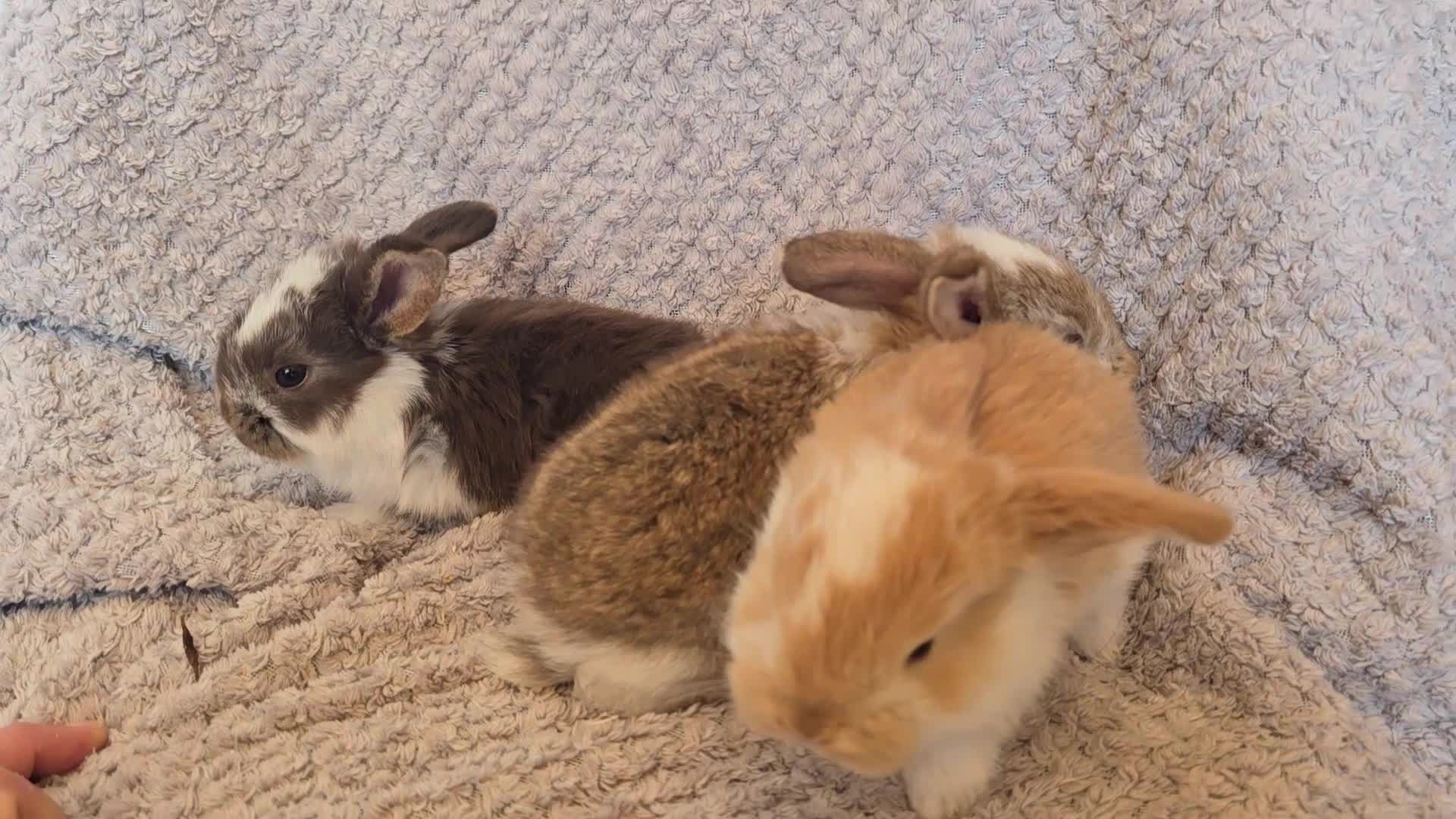 French Lop rabbits for sale: Blue Eye Pedigree French Lop - Video 1