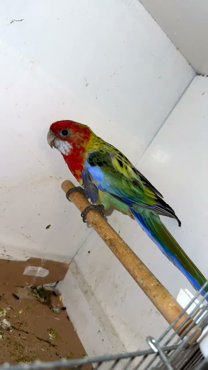 Parakeets birds for sale: Eastern Rosella in Wigan - Video 3