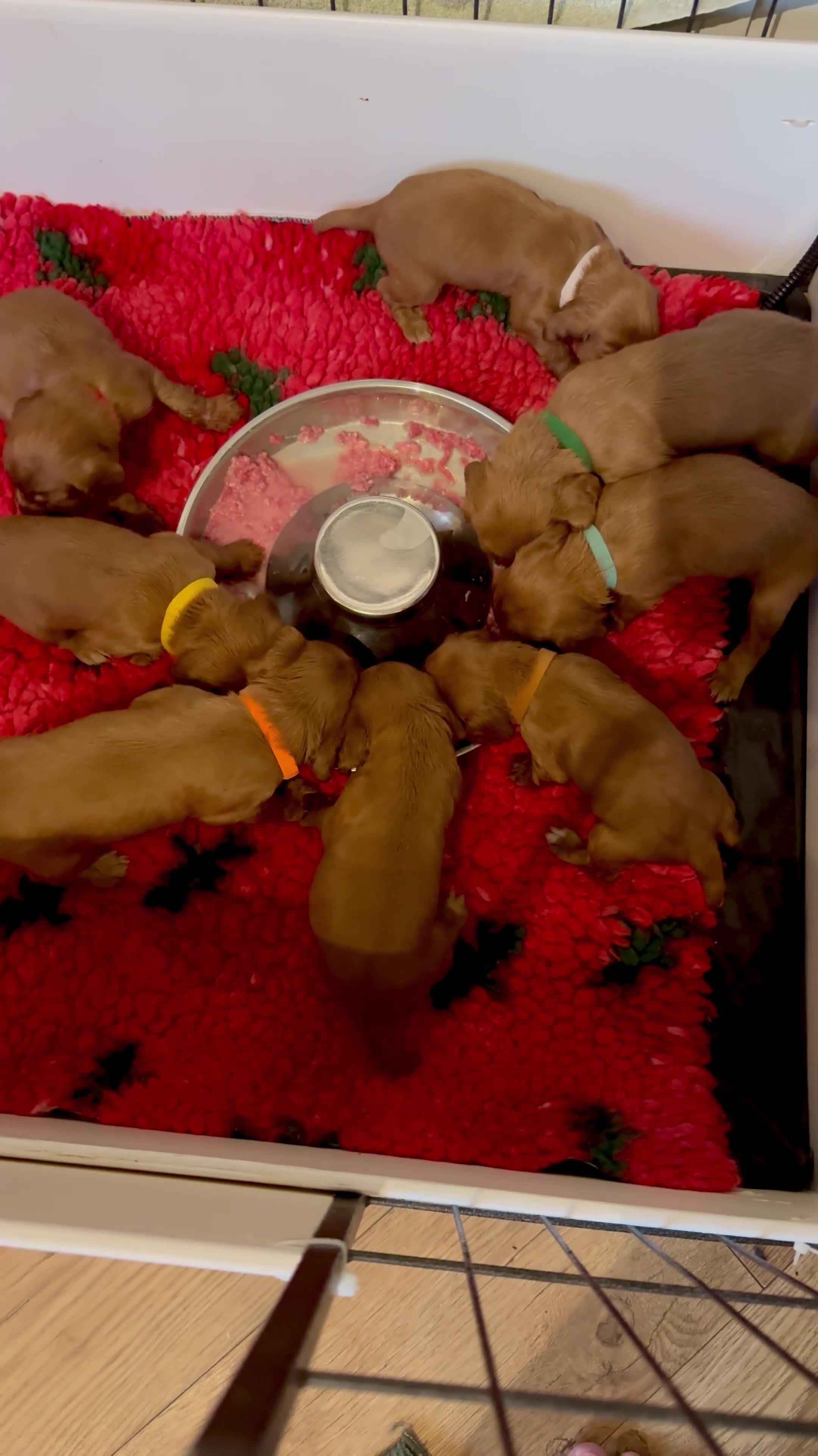 Cocker Spaniel dogs for sale: Stunning Litter of Red Cocker Spaniels  - Video 2