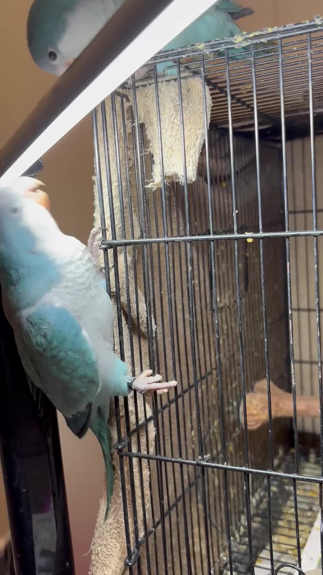 Parrots birds for sale: Cuddly blue quaker parrots for new home - Video 1