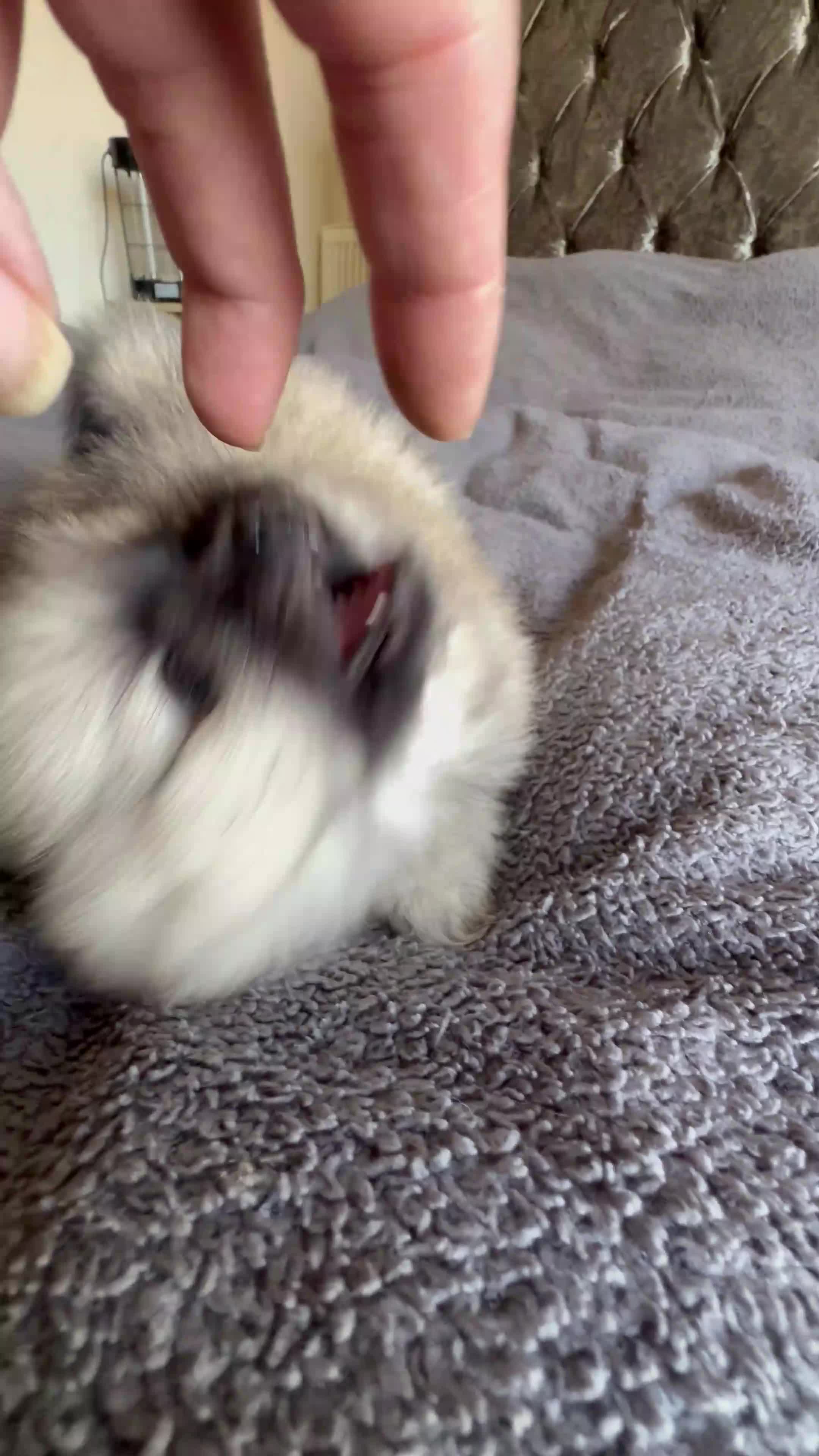 Pomeranian dogs for sale: Double Champion Lines Pomeranian KC Reg - Video 1