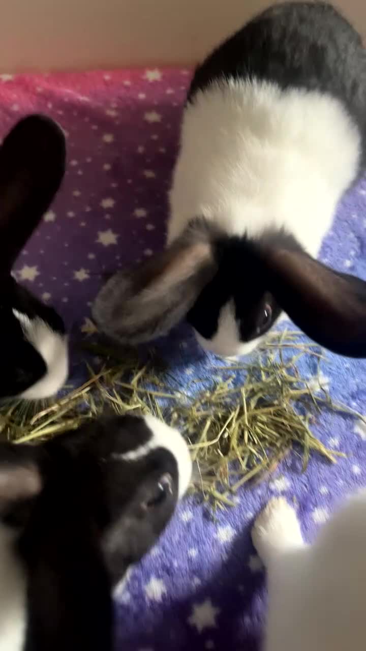 Dutch rabbits for sale: ‼️4 pure bred Dutches ready soon‼️ - Video 3