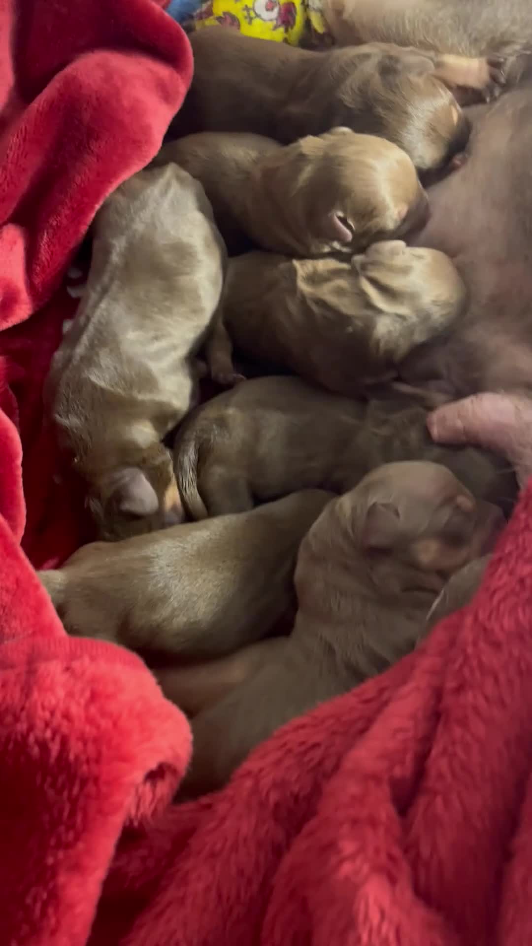 Mixed Breed dogs for sale: 7 Beautiful French wiener pups  in Basingstoke - Video 2