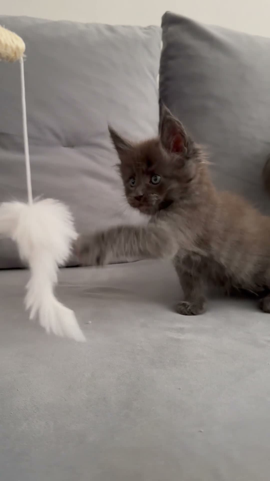 Maine Coon cats for sale: Tica Registered 5 Russian Mainecoon   - Video 4