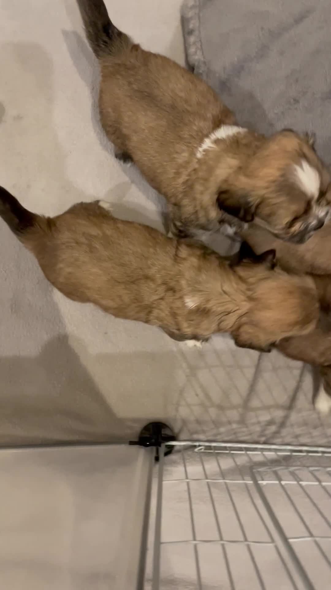 Lhasa Apso dogs for sale: Adorable pedigree Lhasa apso pups  - Video 1