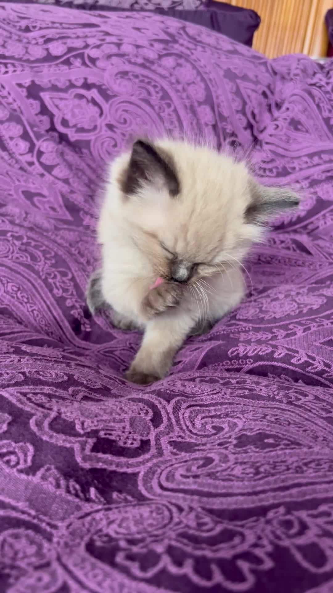 Ragdoll cats for sale: 🥰🥰🥰 - Video 1