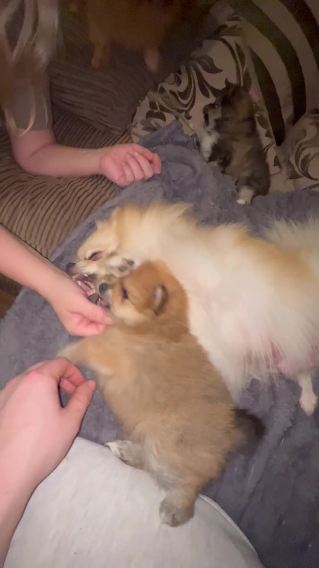 Pomeranian dogs for sale: KC Pomeranian Girls - Video 2