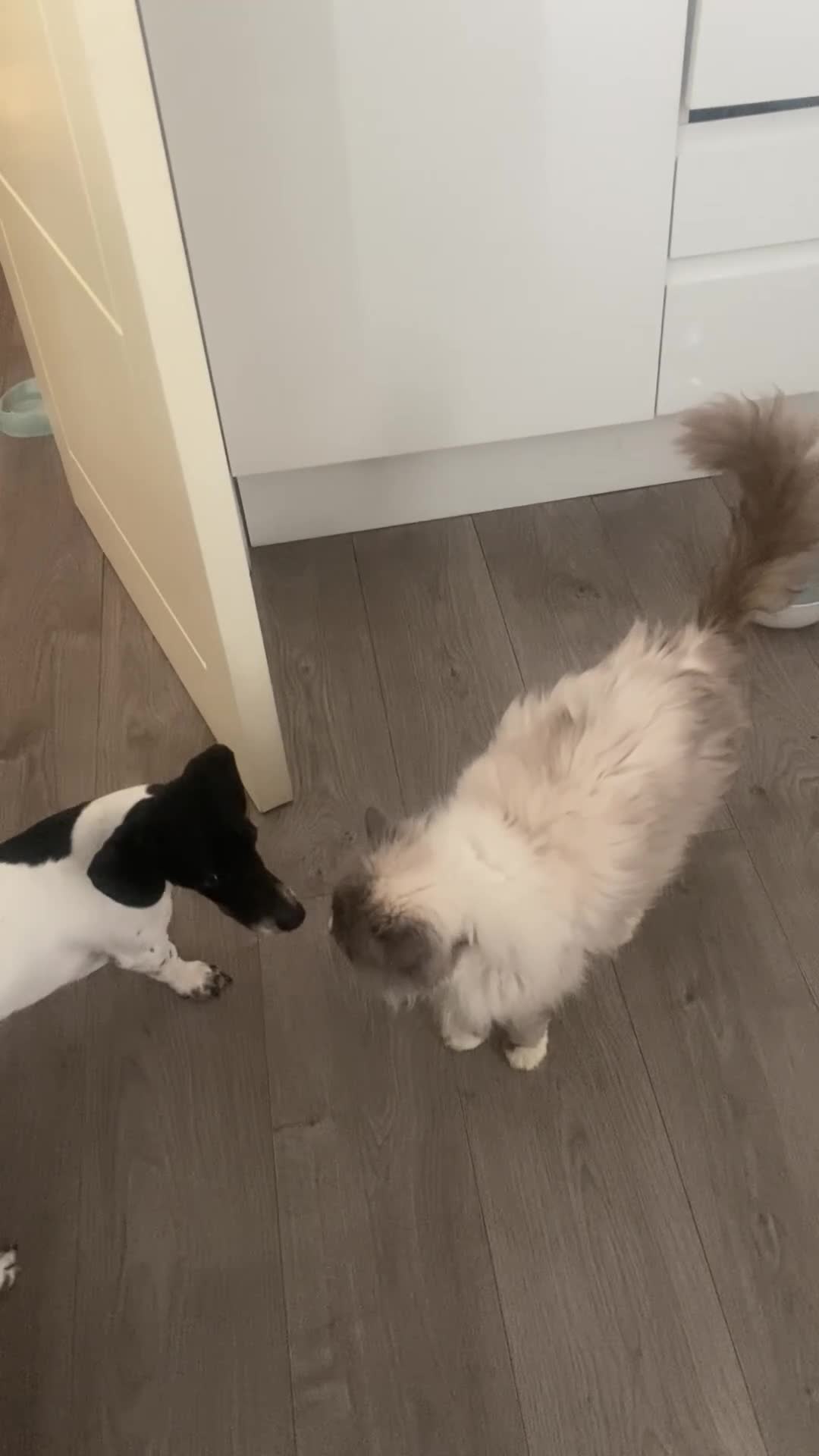 Ragdoll cats for sale: Pedigree Ragdoll in Manchester - Video 1