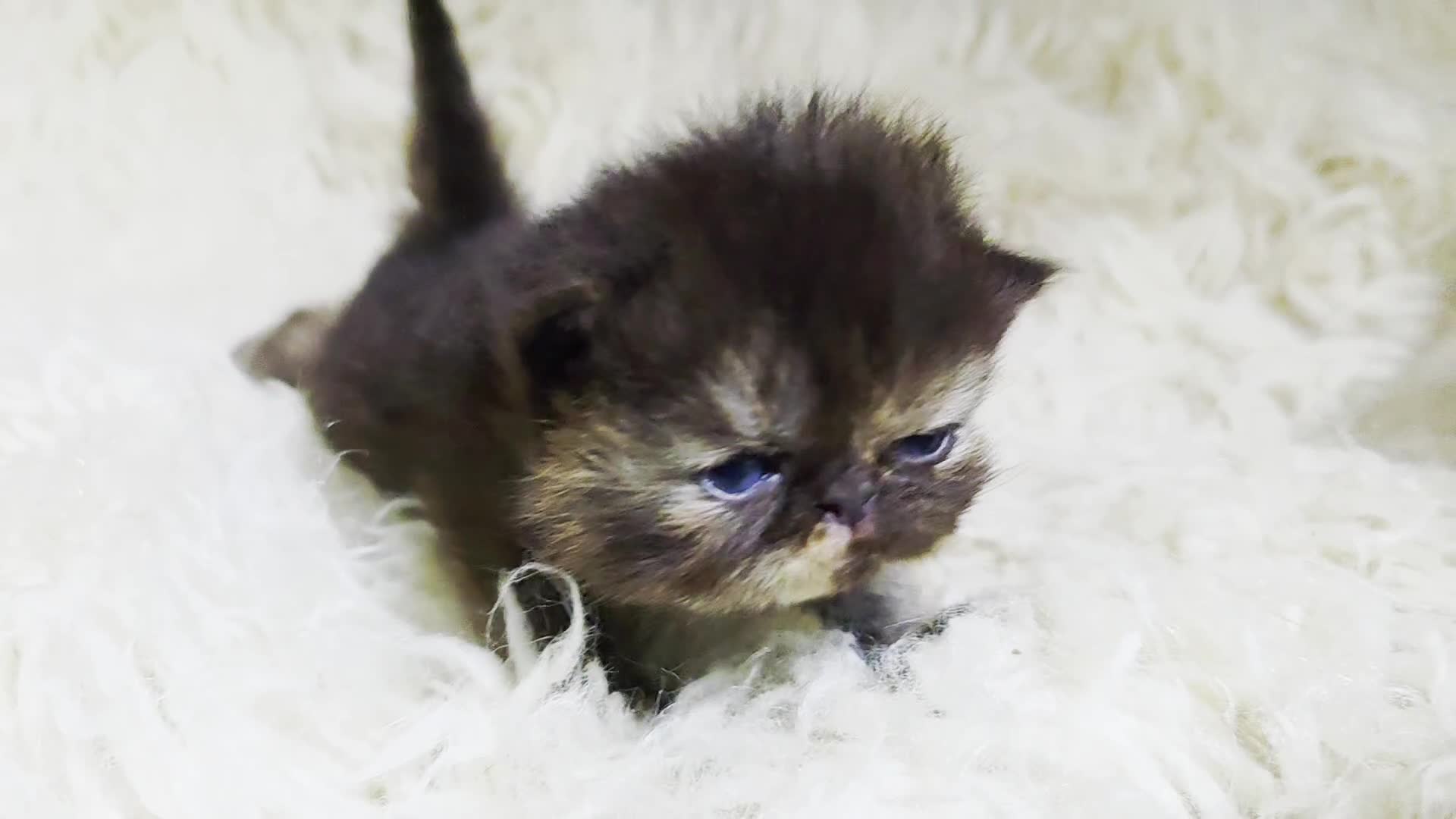 Persian cats for sale: Beautiful and Rare Purebred Persian Kittens - Video 2