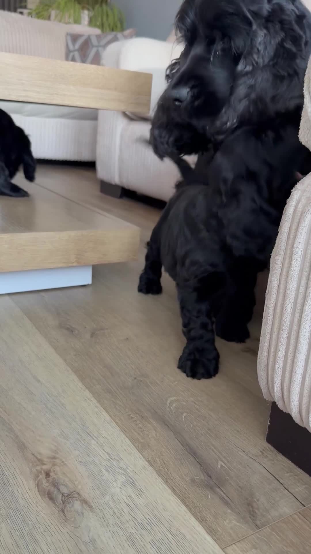 Cocker Spaniel dogs for sale: 🐾 1 LITTLE BOY LEFT KC Registered Show Cocker 🐾  - Video 3