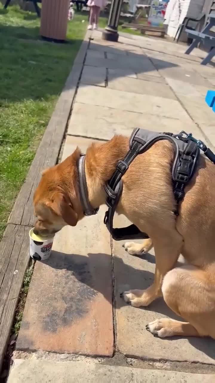 Mixed Breed dogs for adoption: Lovely Jack - Video 2