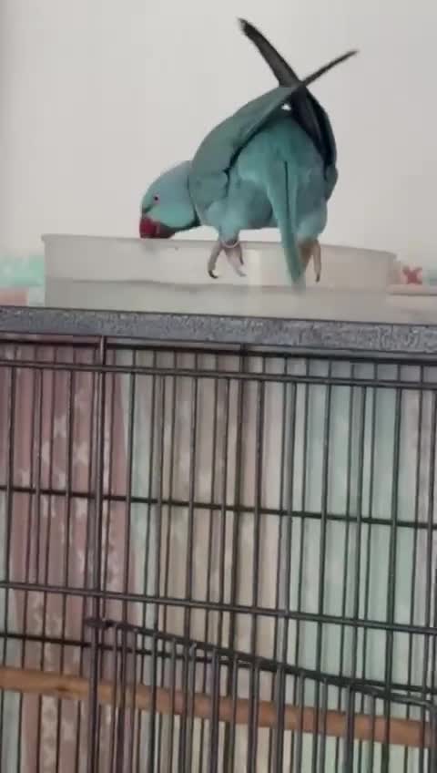 Ringnecks birds for sale: Indian Ringneck in Edinburgh - Video 1