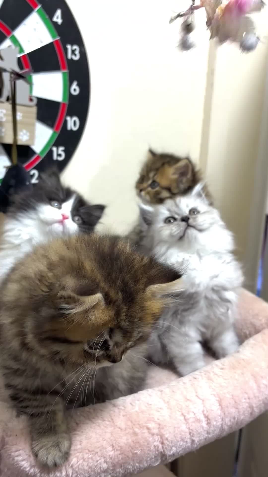 Mixed Breed cats for sale: British long hair X Chinchilla long hair - Video 2