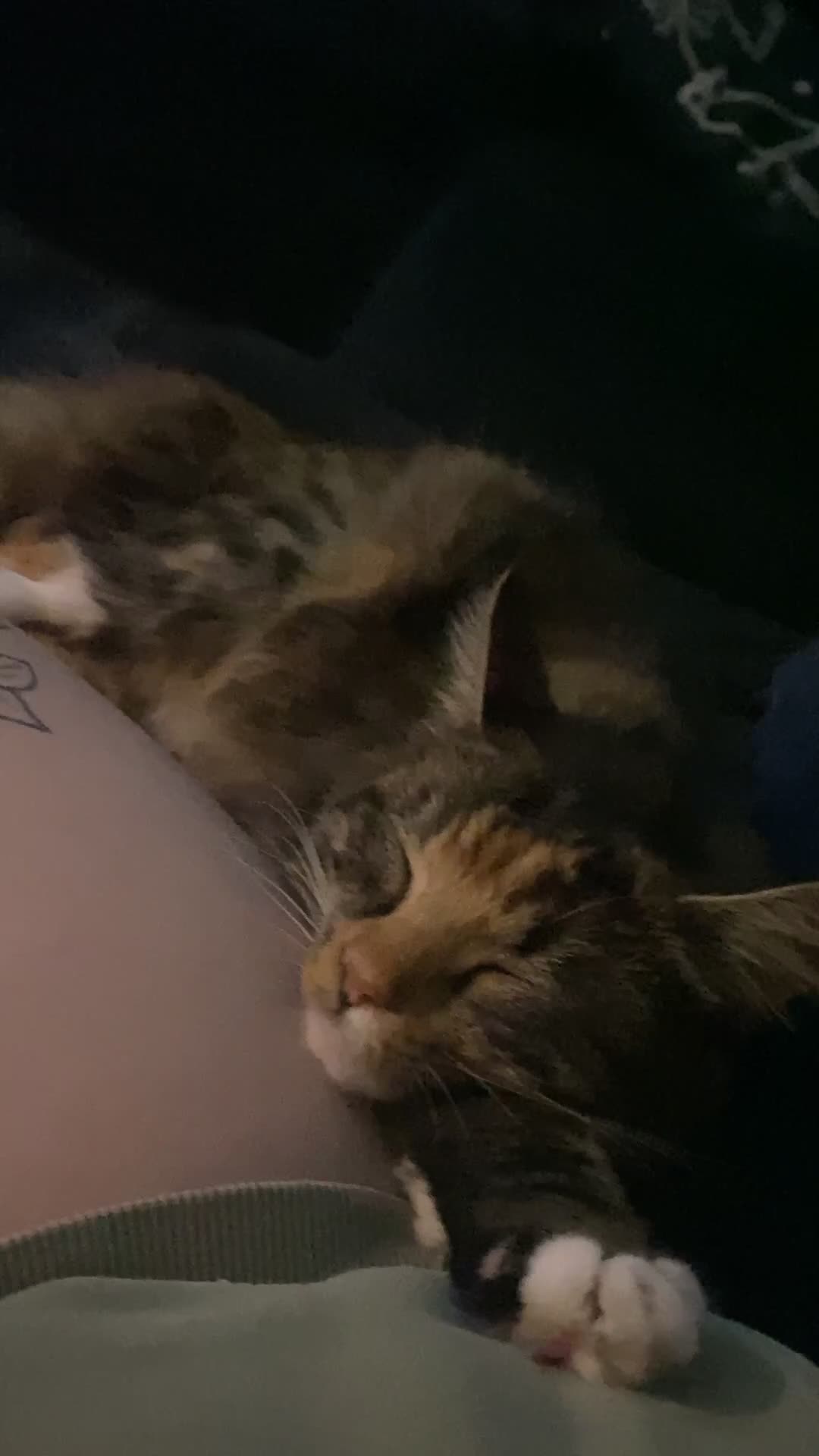 Maine Coon cats for sale: 11 month old maine coon - Video 1