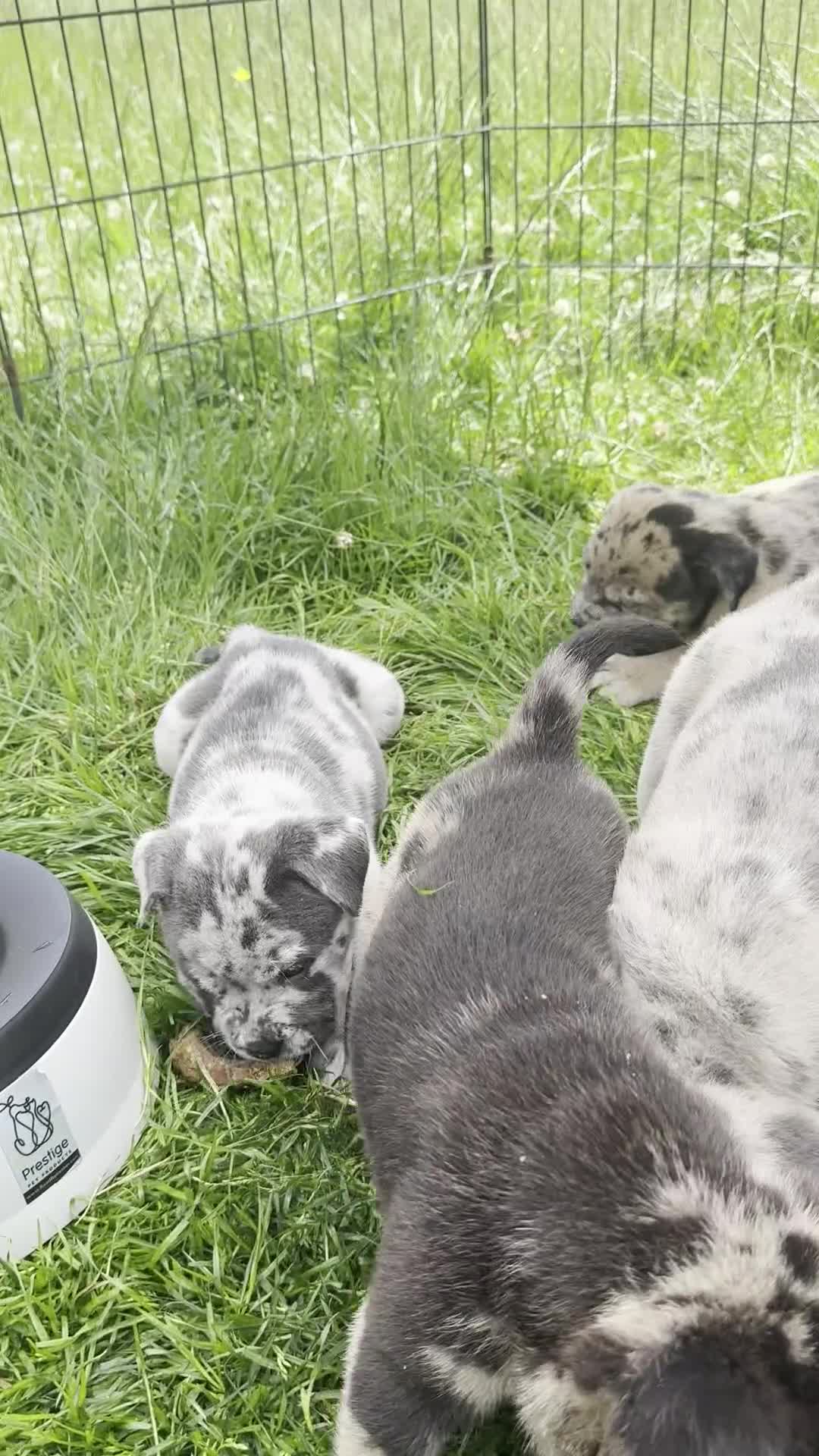 Mixed Breed dogs for sale: 1 left Beautiful chow x bulldog pups merle - Video 1