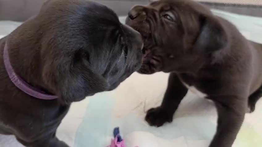 Cane Corso dogs for sale: Healthy, Chunky Cane Corso pups 3 weeks old in Stroud - Video 1