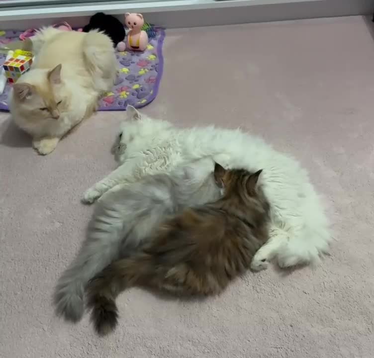 Persian cats for sale: Fluffy Persian Kittens✨ - Video 5