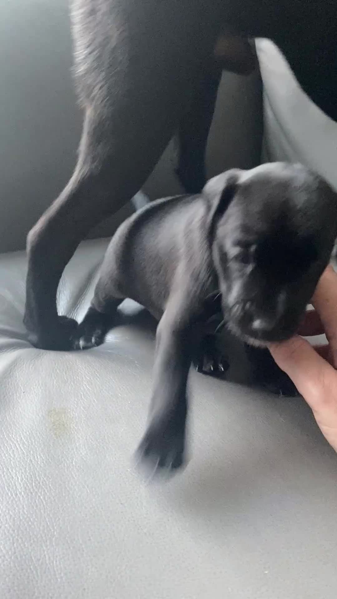 Mixed Breed dogs for sale: Plummer x Lakeland puppies  - Video 1