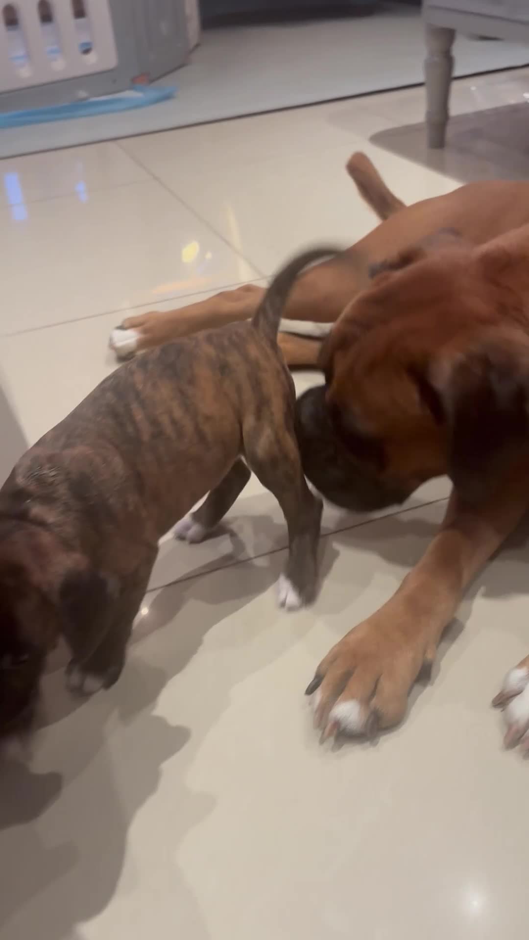 Boxer dogs for sale: READY NOW. LAST GIRL 🐶  - Video 1