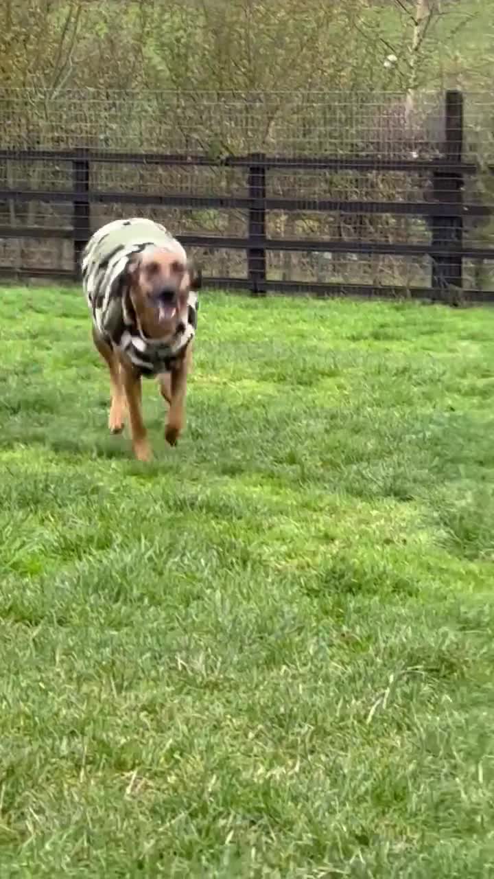 Mixed Breed dogs for adoption: Tony deserves the best forever home - Video 2