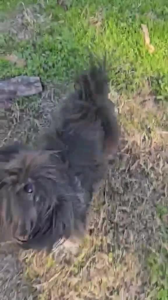 Mixed Breed dogs for adoption: Kosmo and Nora - Video 1