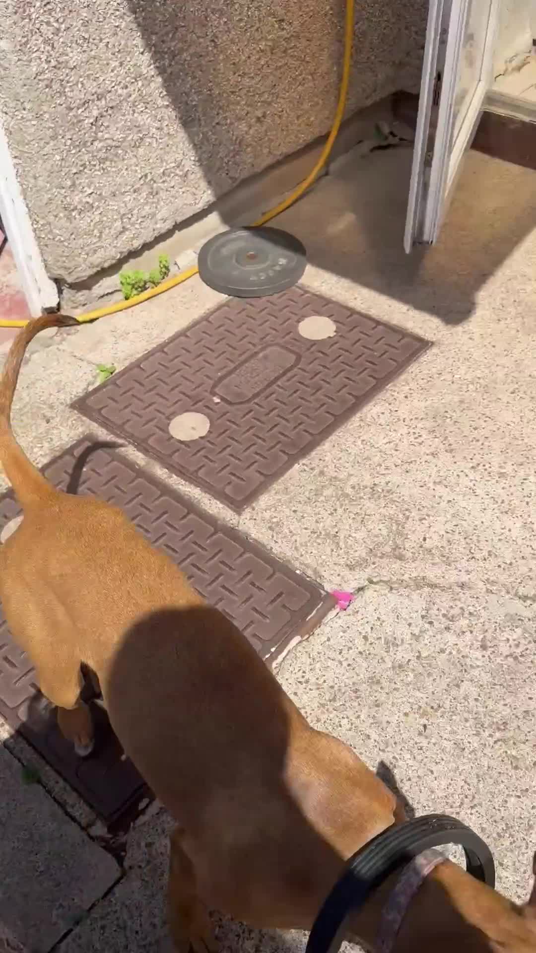 Mixed Breed dogs for sale: Mara - Doberman X Lurcher 7 month old girl - Video 1