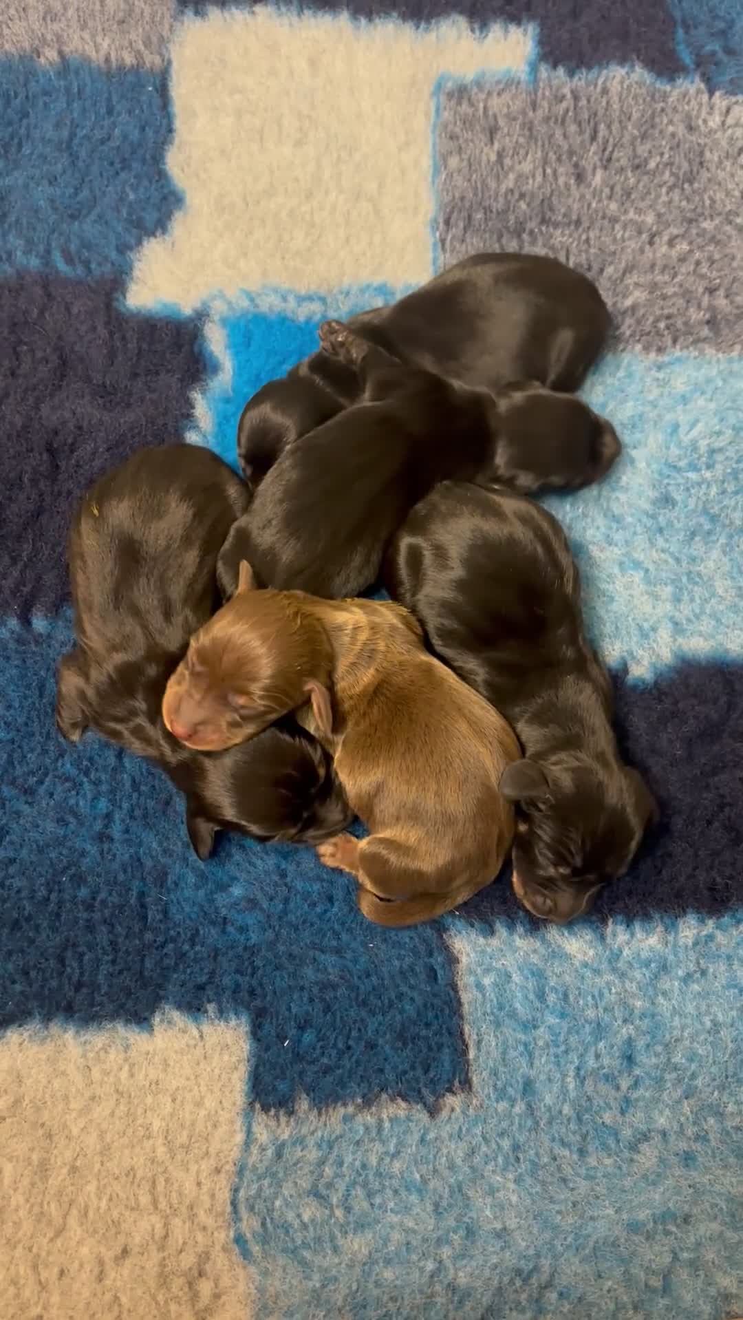 Miniature Dachshund dogs for sale: Miniature Dachshund Puppies - Video 1