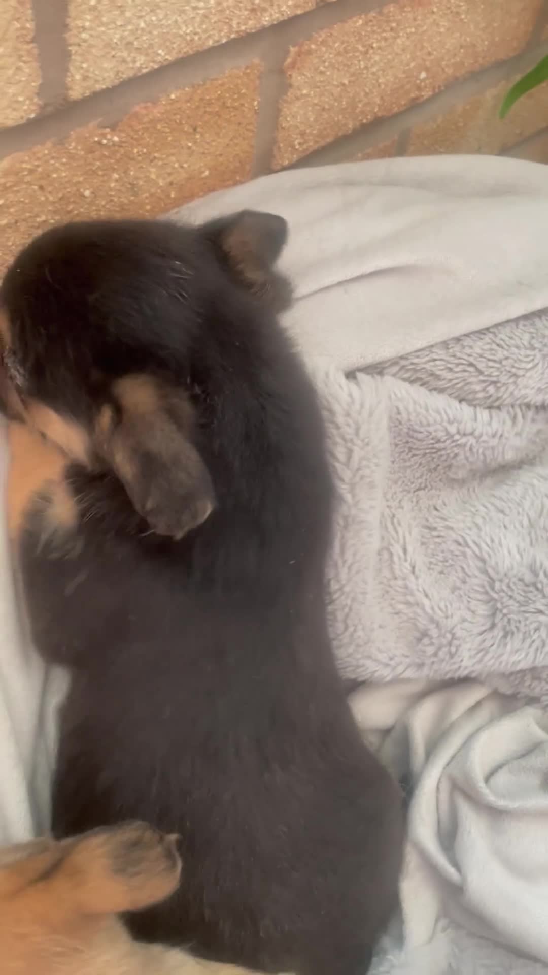 Mixed Breed dogs for sale: Adorable Frenchie-Poodle  **last male  - Video 2