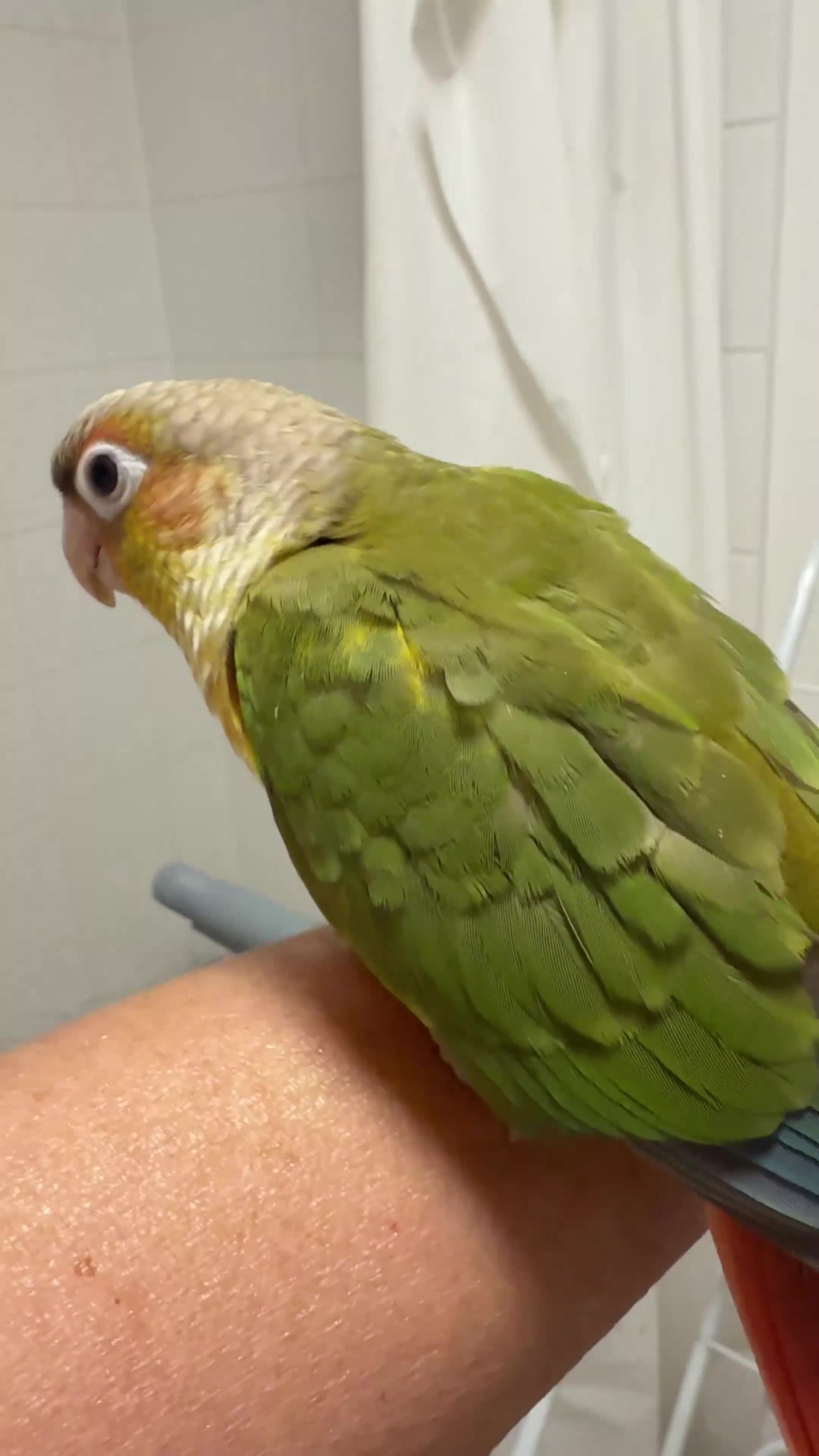 Conures birds for sale: Only Two Female Pineapple Conures Left, £350 Each - Video 2