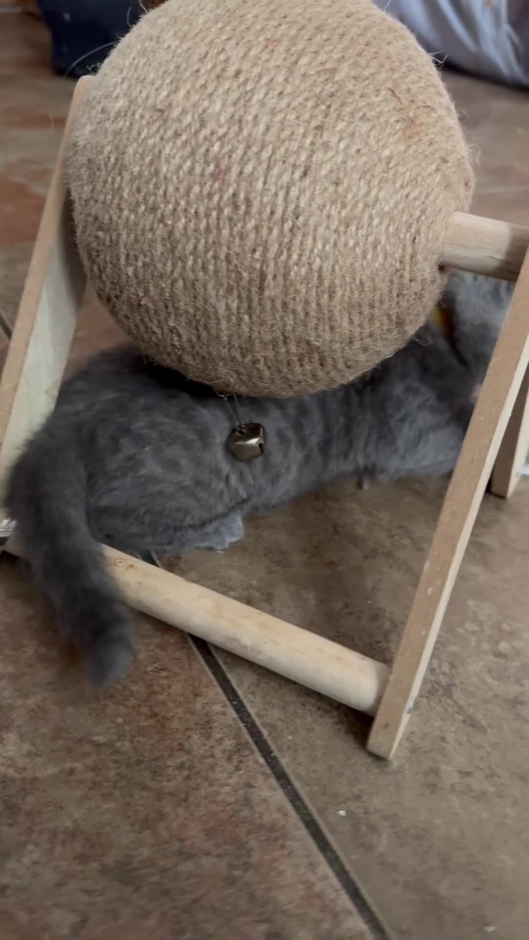 British Shorthair cats for sale: Two female British Shorthair kittens for sale - Video 2