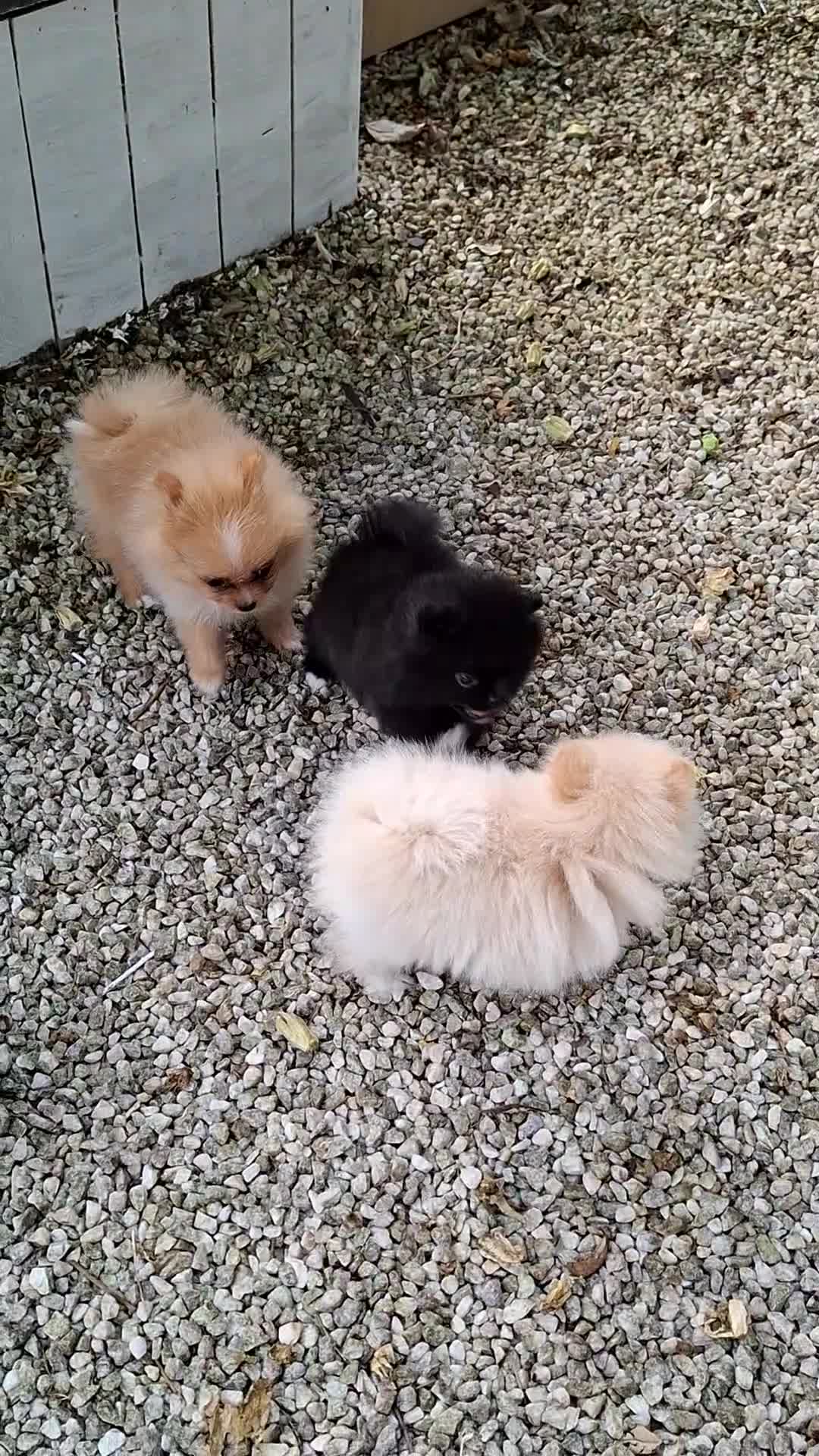 Pomeranian dogs for sale: 2 WELL BRED TEACUP POMERANIANS GIRLS - Video 2