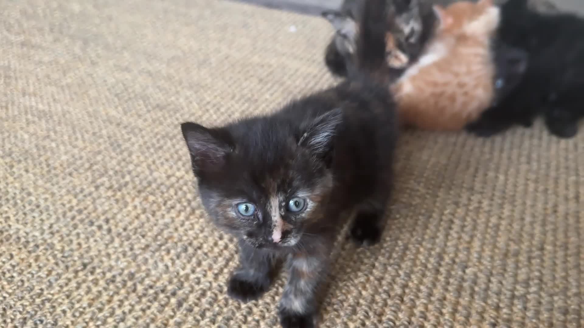 Mixed Breed cats for sale: Gorgeous little kittens - Video 1