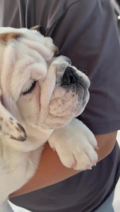 English Bulldog dogs for sale: English bulldog puppies kc reg  - Video 2